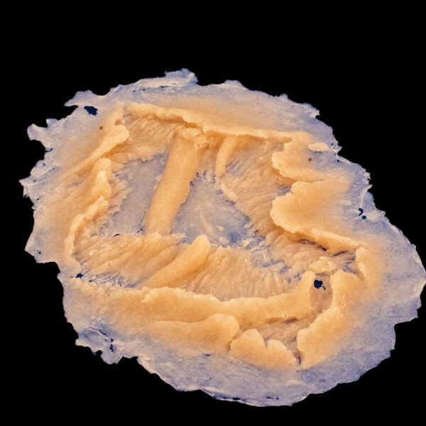 Silicone Prosthetic Medium Laceration