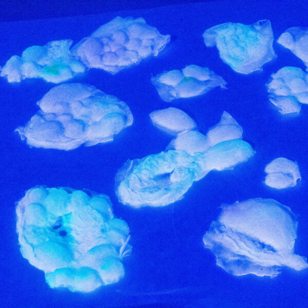 Silicone UV Reactive and Glow in the Dark Blister Clusters Large Pack