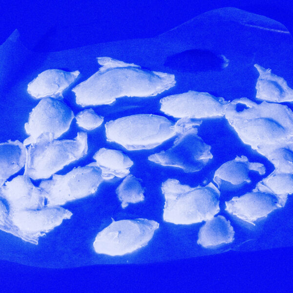 Silicone UV Reactive Natural Color Blister Pack
