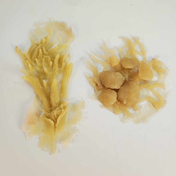 Silicone Prosthetic Fungal Skin Pack